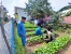 Polsek Bulang Sukses Panen Sayuran, Dukung Program Ketahanan Pangan Nasional